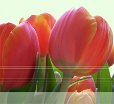 Bloemen verkoop