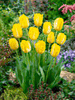 Tuintulpen