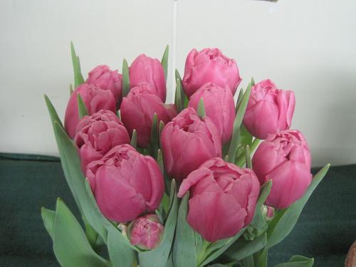 Foto: Aanschaf nieuwe tulp