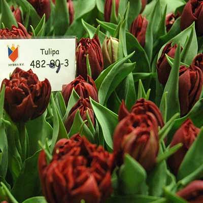 Foto: Cultivar 482-893