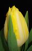 Coquette Yellow &reg;