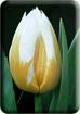 Flaming Coquette &reg;