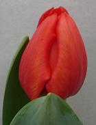 Foto: Zaailing 7