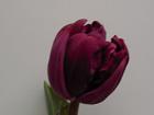 Foto: Zaailing 4