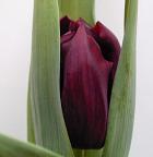 Foto: Zaailing 5